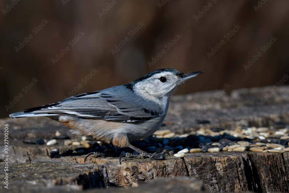 White-breasted nuthatch perching on an old tree stump. It is a small songbird of the nuthatch family common across much of temperate North America. White-breasted nuthatch perching on an old tree stump. It is a small songbird of the nuthatch family common across much of temperate North America.