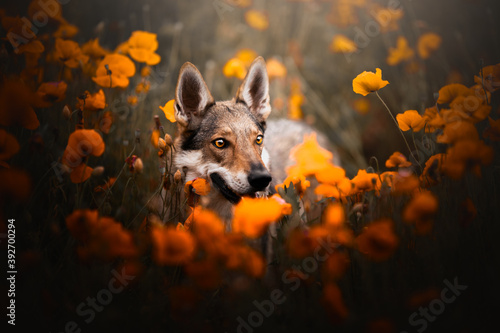 Wolfdog in the poppies, summer, spring, flowers