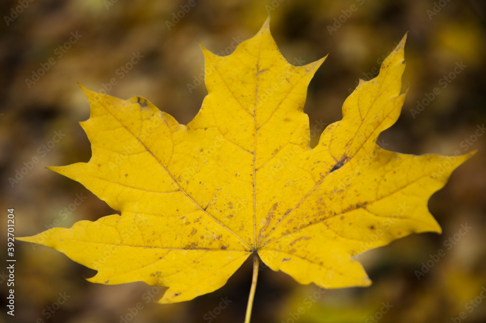 yellow leaf on natural background. autumn concept. maple petal on dark texture yellow leaf on natural background. autumn concept. maple petal on dark texture
