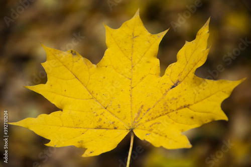 yellow leaf on natural background. autumn concept. maple petal on dark texture