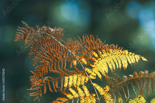 Backlit dry fern in the autumn forest