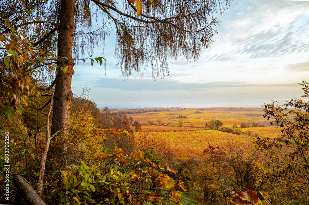 Naklejka premium Goldener Herbst in den Weinbergen der Pfalz