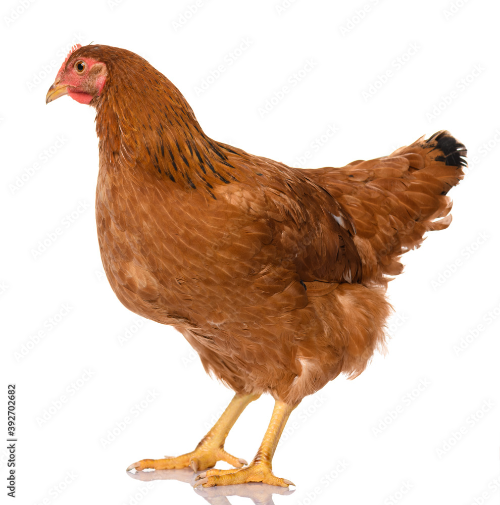 Fototapeta premium one brown chicken isolated on white background, studio shoot