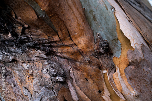 Bark texture