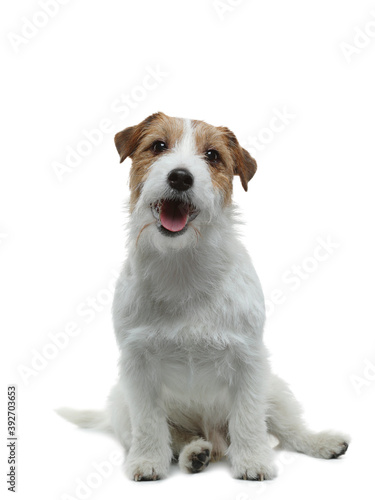 Fototapeta Naklejka Na Ścianę i Meble -  funny dog on a white background smiling. Happy Jack Russell Terrier. Wirehaired. pet at home