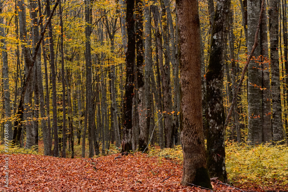 Obraz premium Scenic landscape of autumn forest full of red and yellow leaves