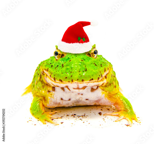 Fotografía green  pacman frog with christmas hat isolated on white background