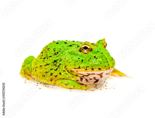 Bild auf Leinwand green pacman frog isolated on white background