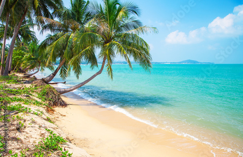 tropical beach with cocnut palm tree © Alexander Ozerov