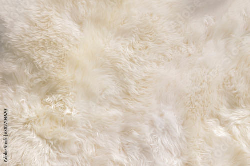White, Beige wool texture background. Natural fluffy fur sheep wool skin texture. Apart of luxury brown long wool coat, beige color carpet  for background and wallpaper, selective focus