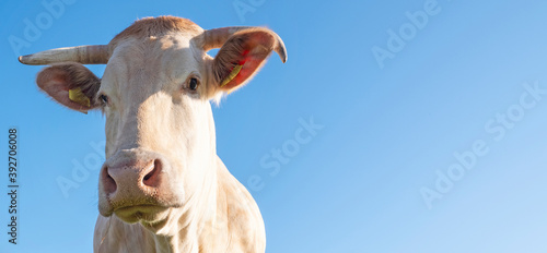 blonde d'aquitaine cows in fresh green spring meadow © ahavelaar