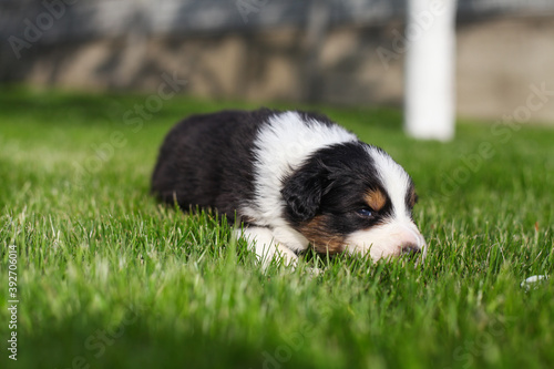 Australian Shepherd puppies outdoors