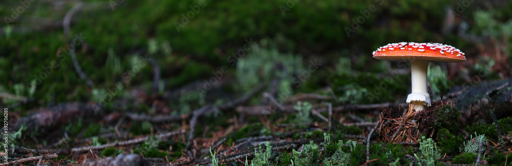 a toadstool panorama in the autumn forest a toadstool panorama in the autumn forest