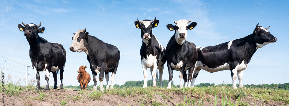 young horned black and white spotted cows under blue sky in meadow reflected in water of ditch