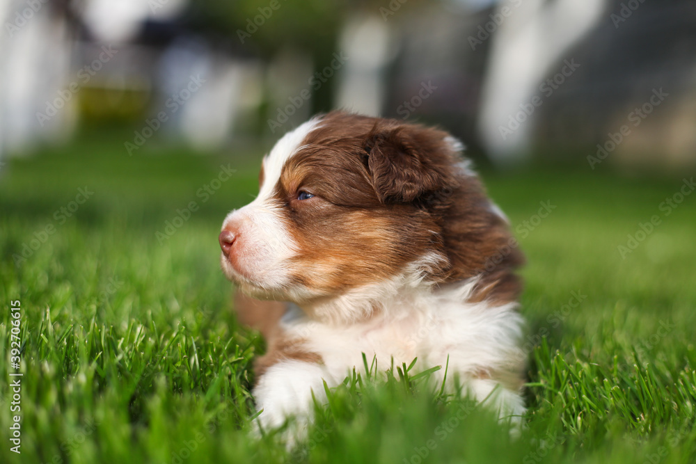 Australian Shepherd puppies outdoors