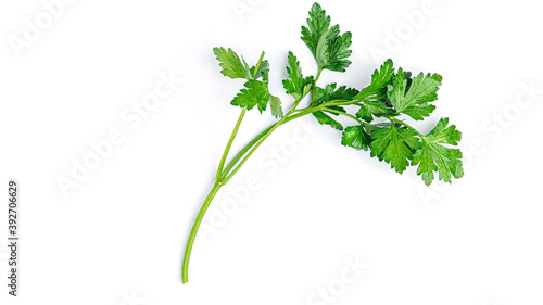 Sprigs of parsley on a white background. Macro photo. High quality photo