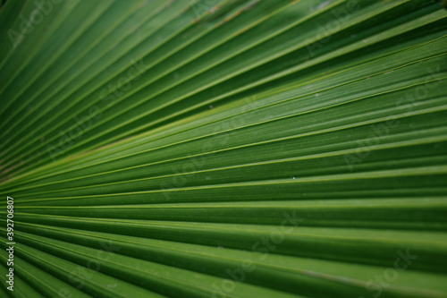 palm leaf close-up, nature background © NataSao