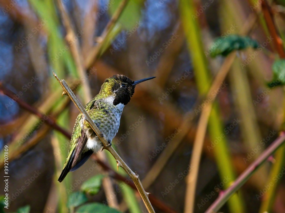 Fototapeta premium Anna's hummingbird perched