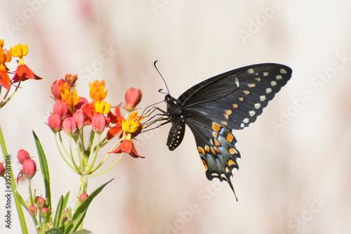Butterfly 2019-246 / Spicebush Swallowtail (Papilio Troilus)
