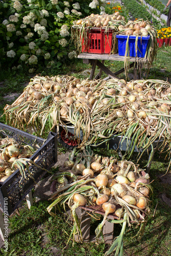 Harvested onions in colored boxes dry in the sun in the yard