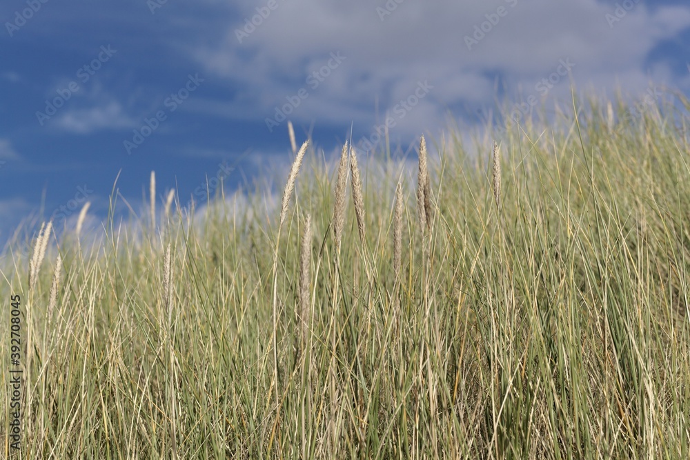 Obraz premium European beachgrass, Ammophila arenaria