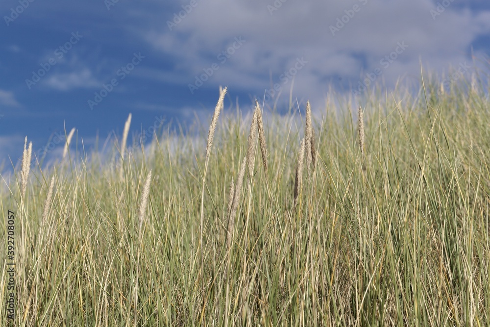 European beachgrass, Ammophila arenaria European beachgrass, Ammophila arenaria