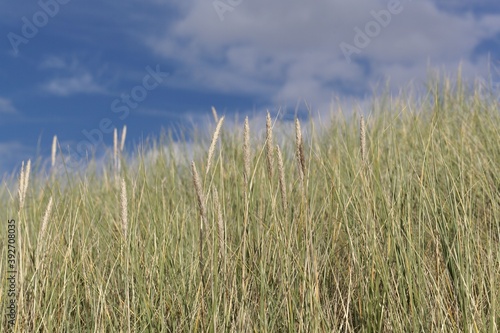 European beachgrass  Ammophila arenaria
