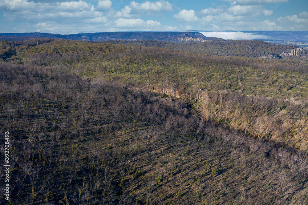 Aerial view of low clouds in a valley of forest regeneration after bushfires in regional Australia