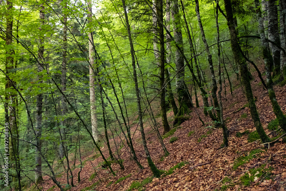 The Irati Forest. Western Pyrenees of the Navarre region, Spain. It is the second largest and best preserved mixed beech-fir forest in Europe. The Irati Forest. Western Pyrenees of the Navarre region, Spain. It is the second largest and best preserved mixed beech-fir forest in Europe.