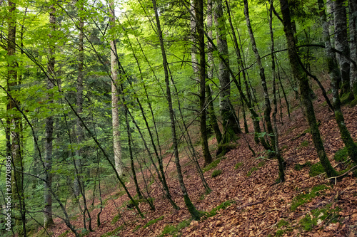 The Irati Forest. Western Pyrenees of the Navarre region, Spain. It is the second largest and best preserved mixed beech-fir forest in Europe.