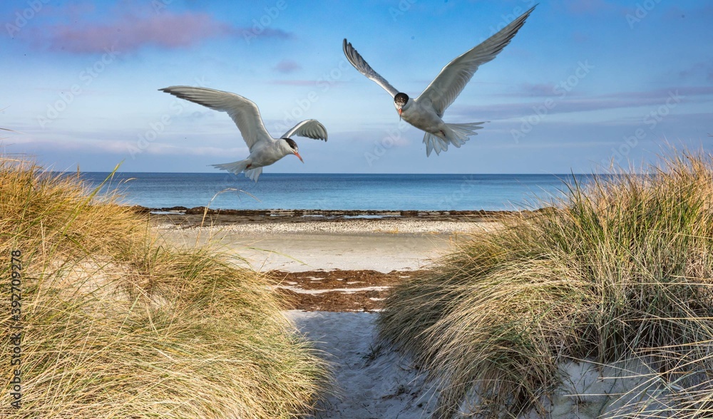 Fototapeta premium Ostsee 