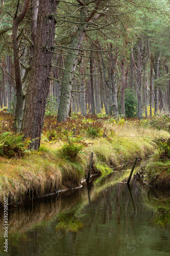 Scots Pine and Drainage Channel  Tentsmuir Forest