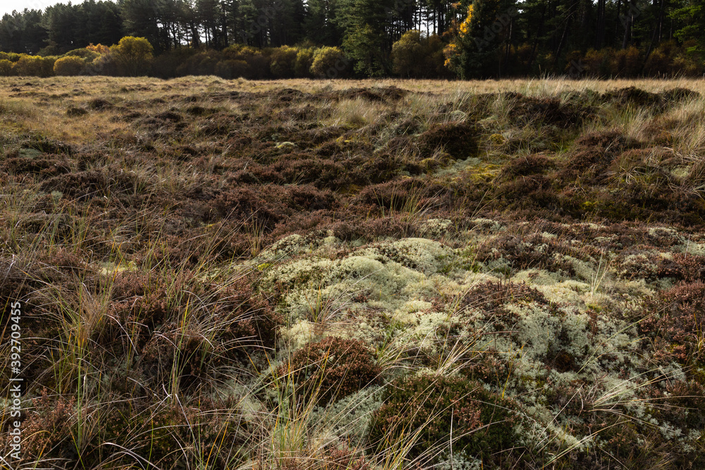Obraz premium Lichen Heath at Tentsmuir Forest, Fife, Scotland