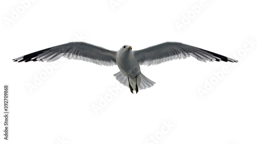Isolated flying seagull. Lesser Black-backed Gull (Larus fuscus).