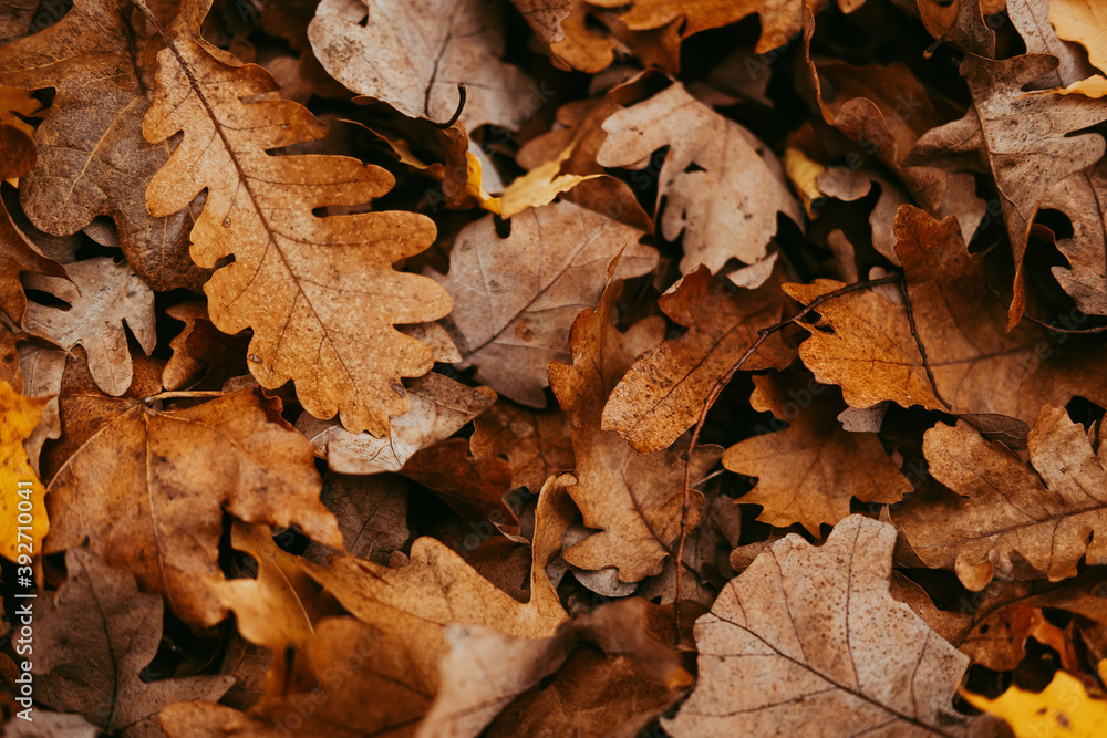 autumn leaves top view background