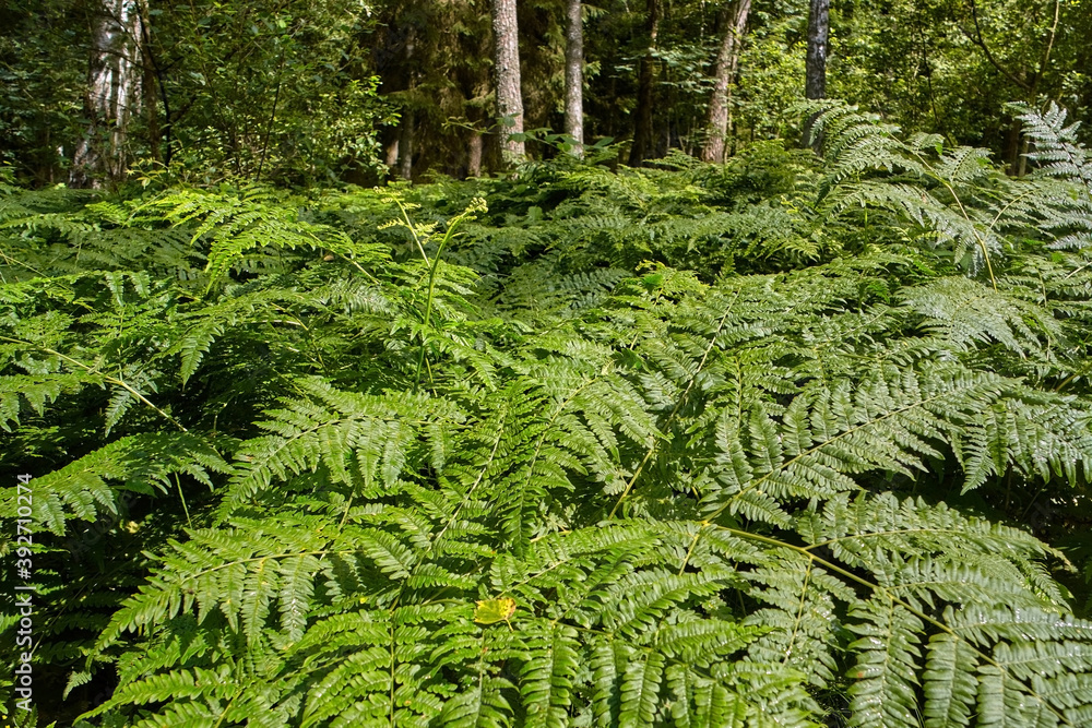 Fern growing in a forest Fern growing in a forest