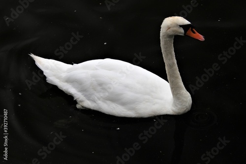 Fototapeta Naklejka Na Ścianę i Meble -  A Mute Swan on the water