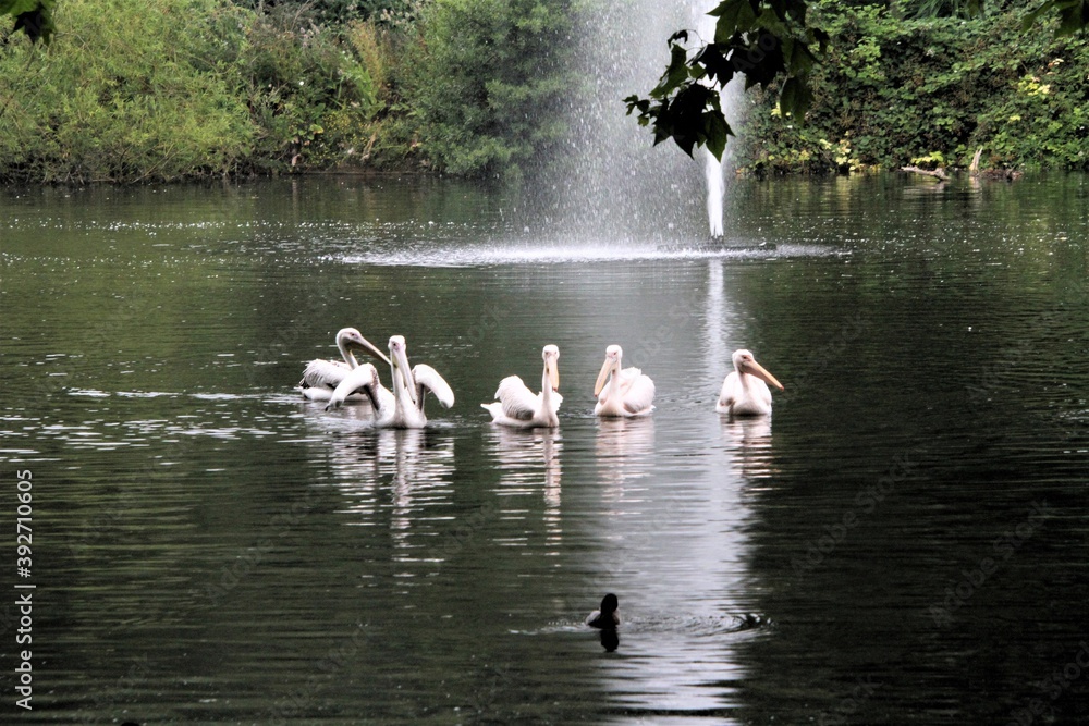 A view of a Pelican in London