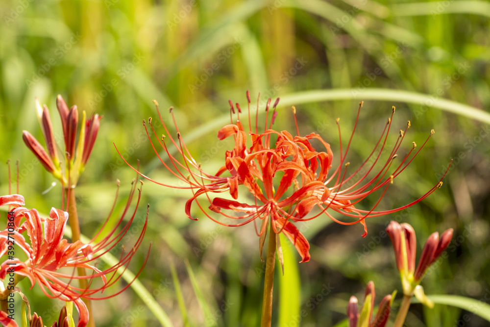 Full blooming of red spider lily (Lycoris radiata) in Japan in September Full blooming of red spider lily (Lycoris radiata) in Japan in September