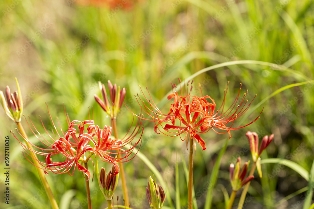 Full blooming of red spider lily (Lycoris radiata) in Japan in September Full blooming of red spider lily (Lycoris radiata) in Japan in September
