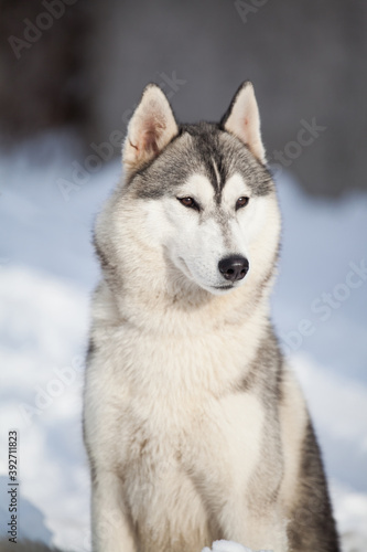 Siberian husky in the snow