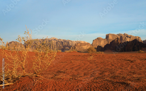 Dry bush or tumbleweed in the red desert trying to survive in waterless enviroment photo