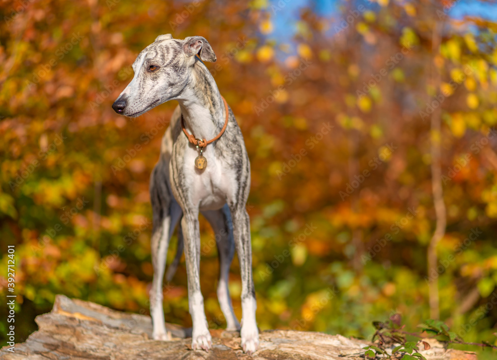 Windhund - Portrait einer hübschen Whippet Hündin im herbstlichen Wald