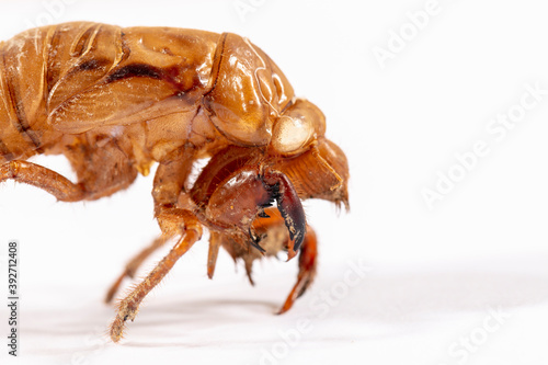 Close up view of a dead Cicada on a white background © Phillip