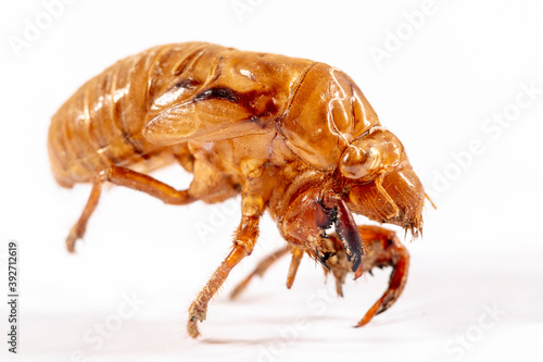 Close up view of a dead Cicada on a white background