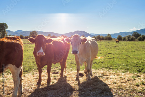Fototapeta Naklejka Na Ścianę i Meble -  Cows at cattle farm on the grassy pasture on a sunny day.