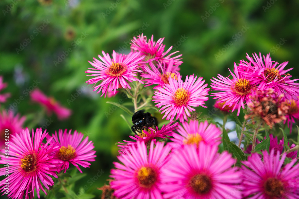 big black bumblebee sits on delicate fragrant pink flowers big black bumblebee sits on delicate fragrant pink flowers