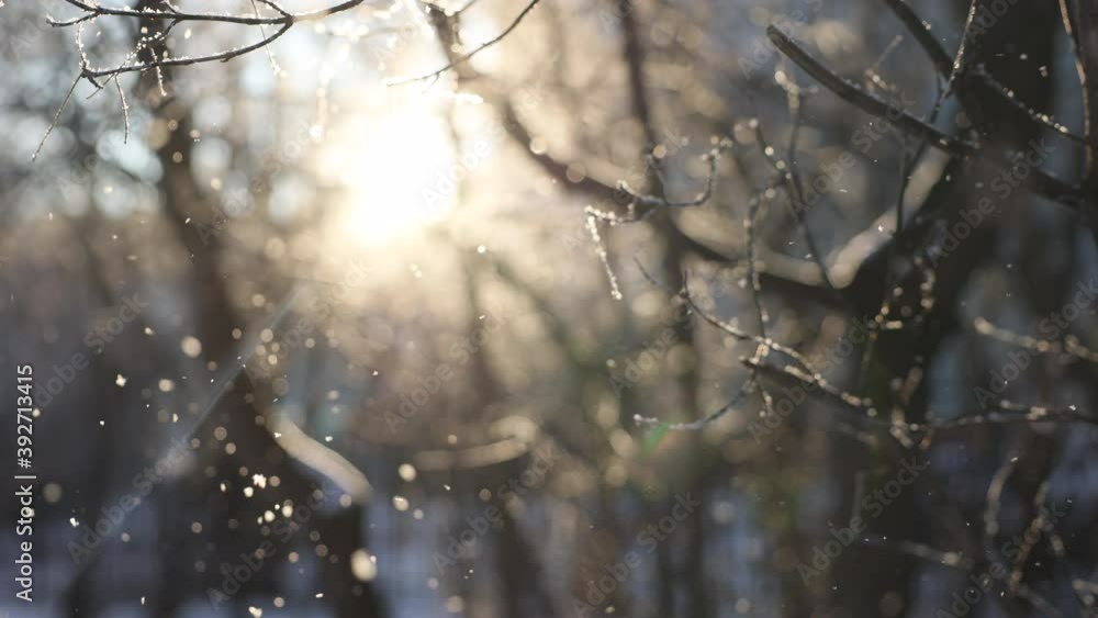 Sunny day at forest covered in snow. Little snow flakes falling from the trees and sparkling. Blurred background and selected focus. Wild Flying snowflakes in the wind. Close Up Sunny day at forest covered in snow. Little snow flakes falling from the trees and sparkling. Blurred background and selected focus. Wild Flying snowflakes in the wind. Close Up