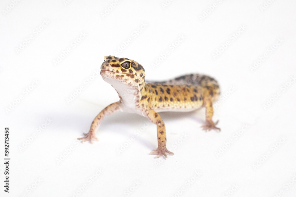 Naklejka premium Gecko 