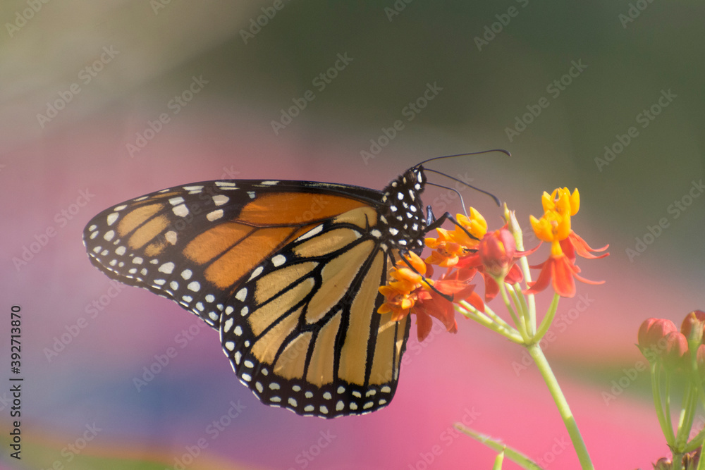 Naklejka premium Butterfly 2019-248 / Monarch butterfly (Danaus plexippus)